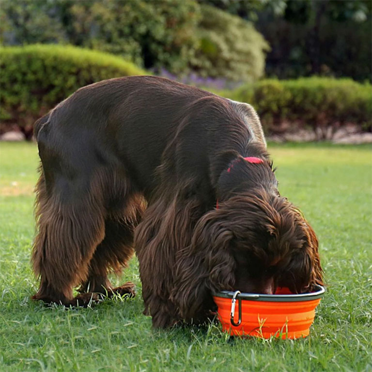 Collapsible Dog Bowl - Bild 4